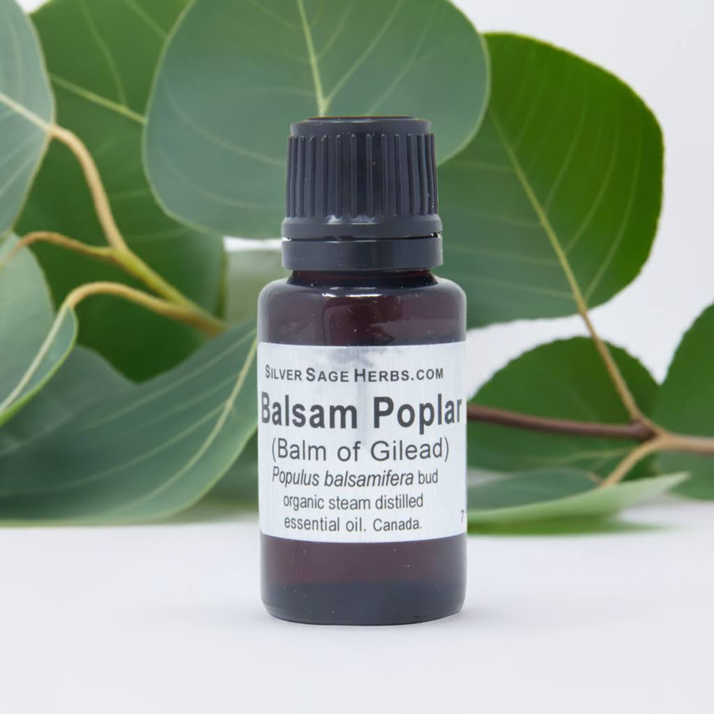 Modal Additional Images for Balsam Poplar (Balm of Gilead) essential oil