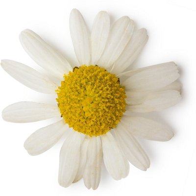 (image for) Chamomile Roman essential oil organic