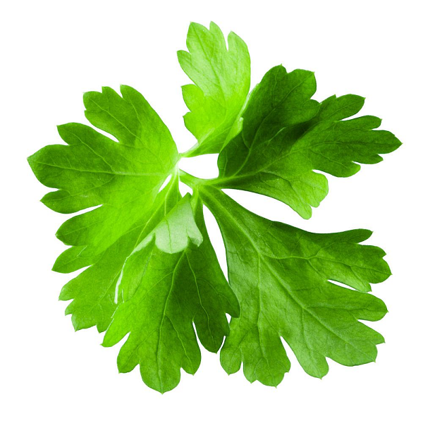 Cilantro leaf essential oil organic