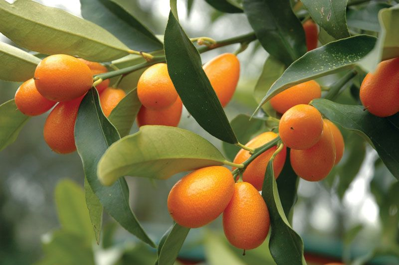 Kumquat essential oil organic