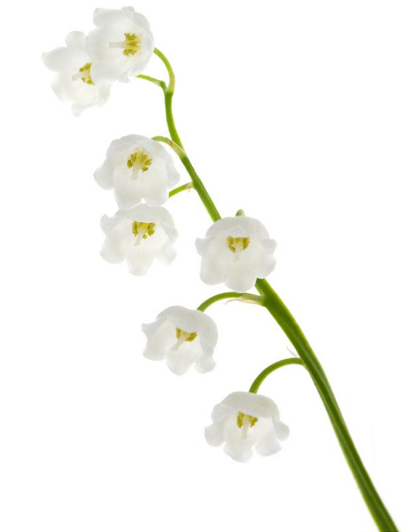 Lily of the Valley absolute oil organic