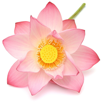 Lotus Pink (Water Lily) absolute oil organic