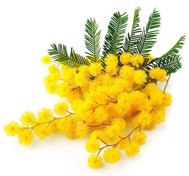 Mimosa absolute essential oil organic