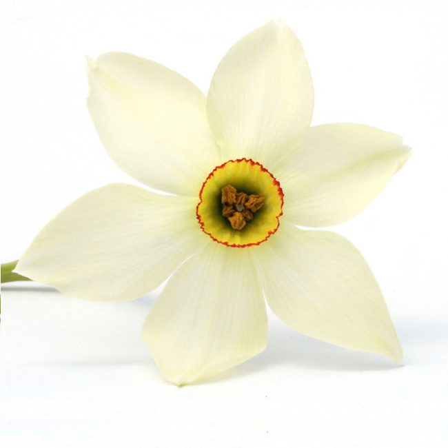 Narcissus absolute oil (image for) Narcissus absolute oil