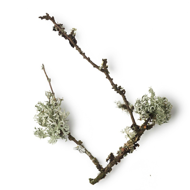 Oakmoss absolute oil (image for) Oakmoss absolute oil