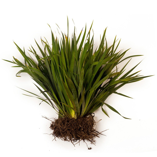 Orris (Iris Root) absolute oil (image for) Orris (Iris Root) absolute oil