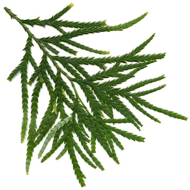 (image for) Siam Wood essential oil