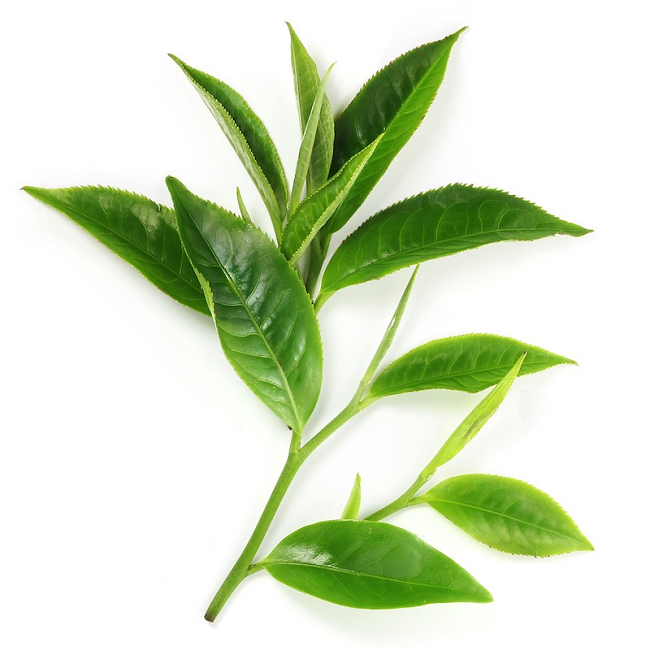 Tea Green Seed oil organic